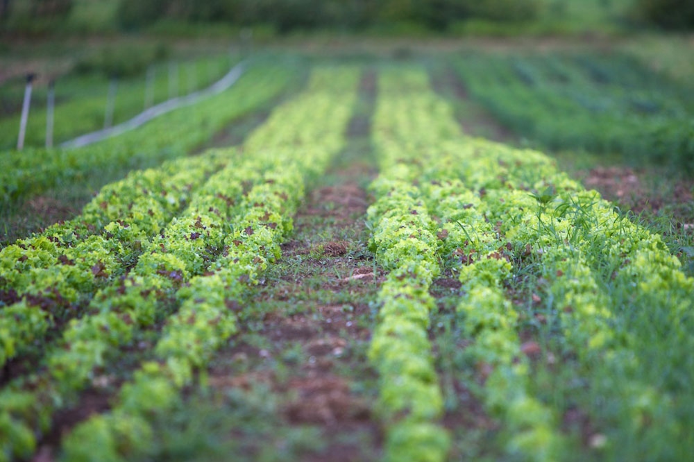 Field of lettuce